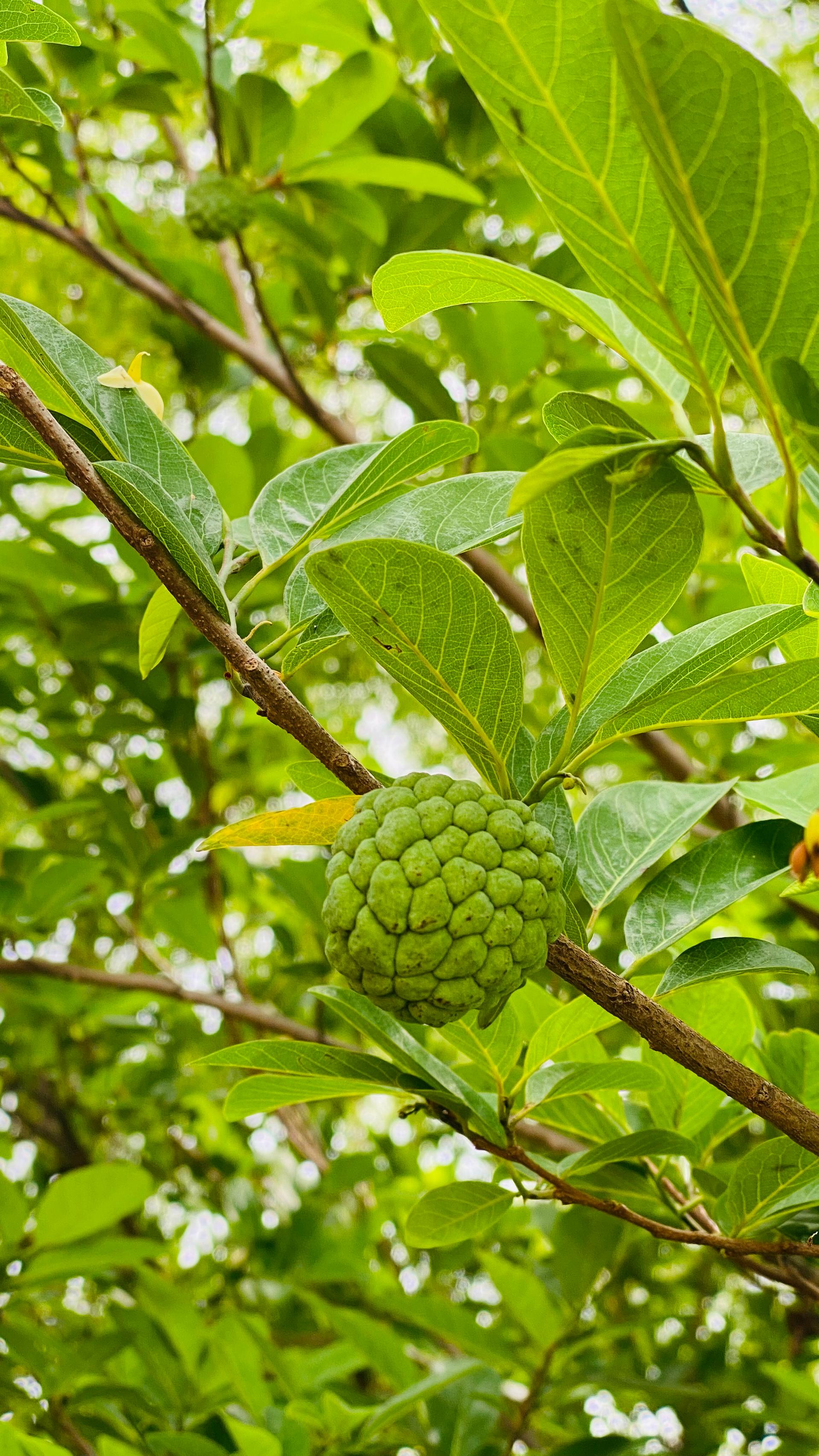 Custard Apple