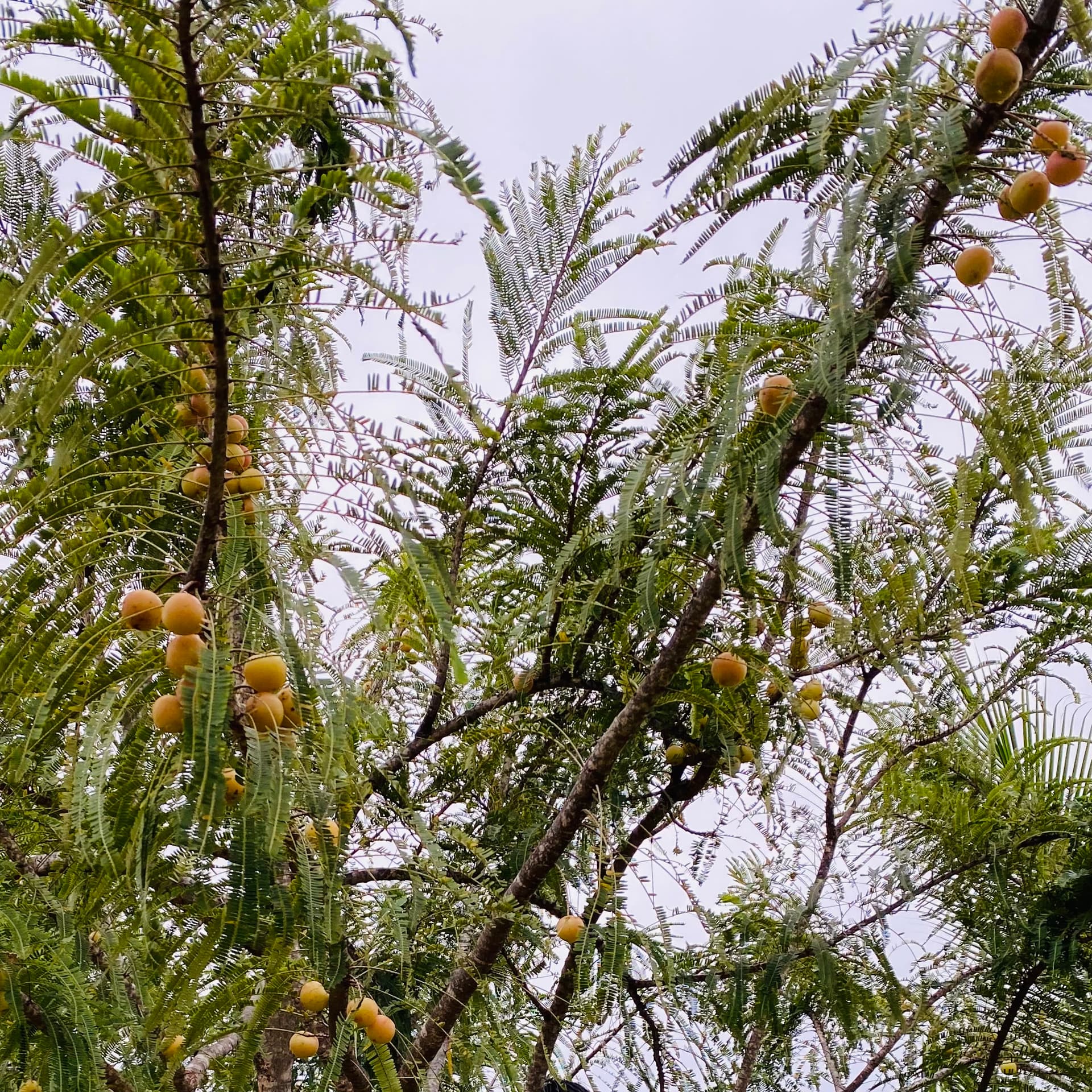 Indian gooseberry