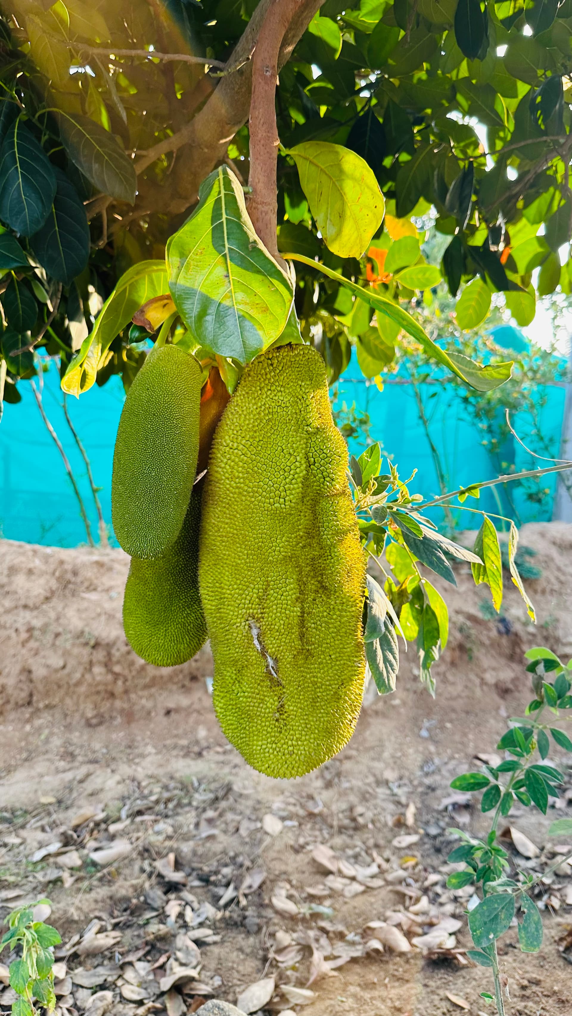 Jackfruit