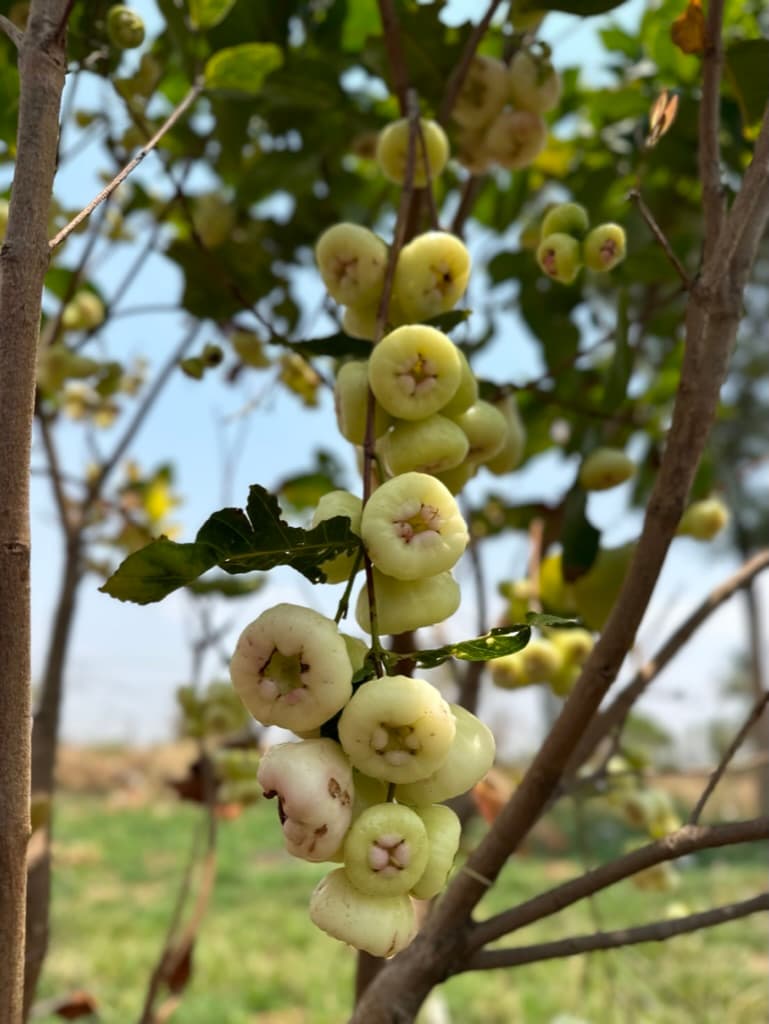 Java Apple / Water Apple