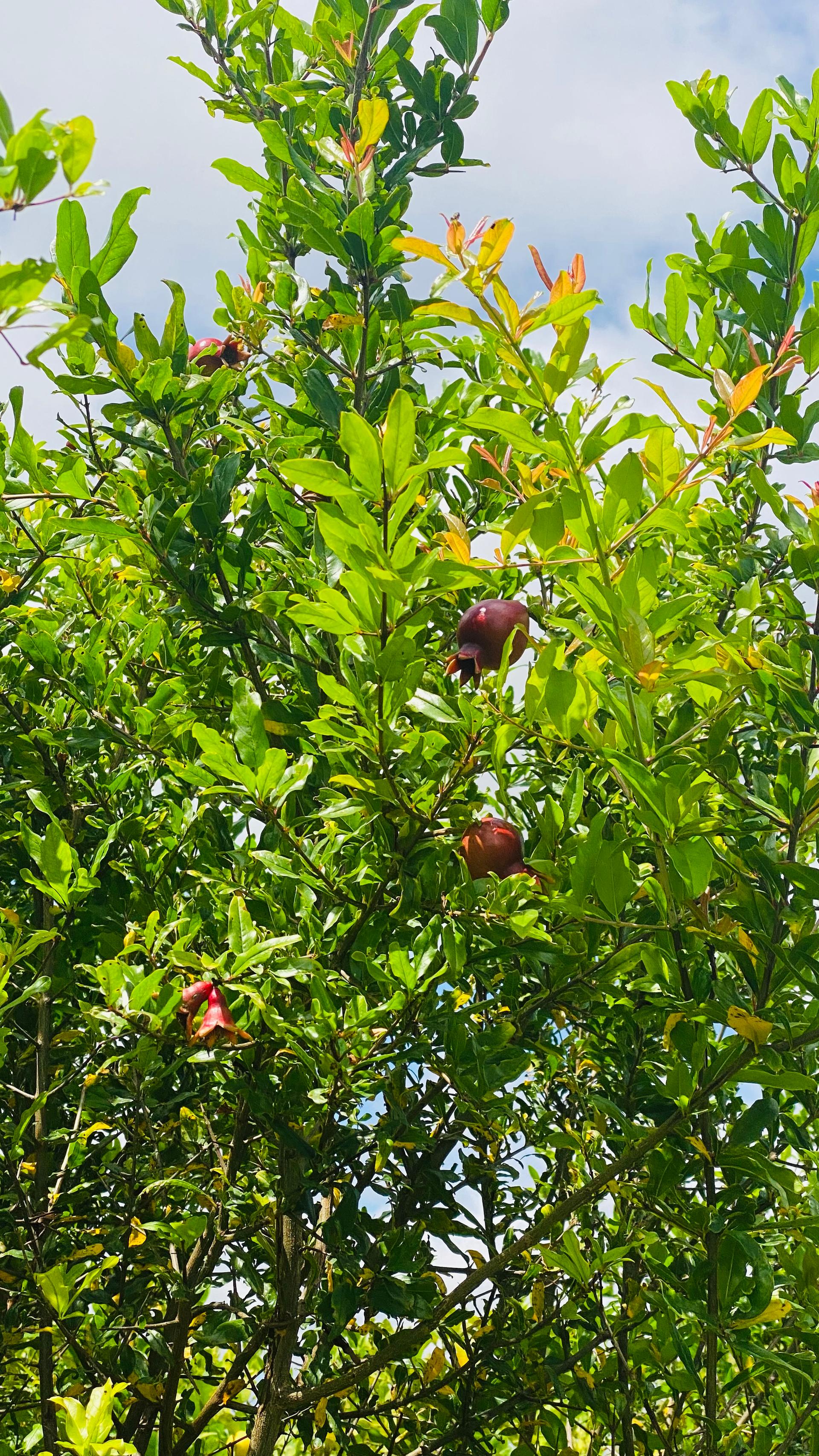 Pomegranate